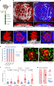 Precancerous niche remodelling dictates nascent tumour persistence