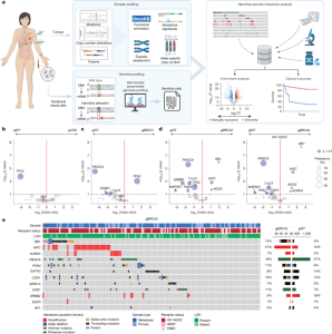 Homologous recombination deficiency and hemizygosity drive resistance in breast cancer